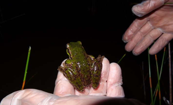 frog and biosecurity