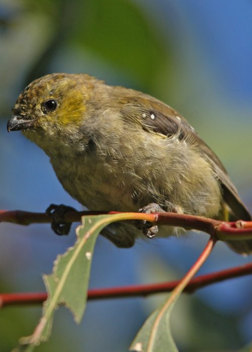Providing Homes for the Forty-spotted Pardalote (2014)