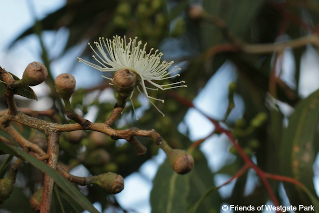 Eucalyptus-ovata-Swamp-Gum-6 (c) Friends of Westgate Park