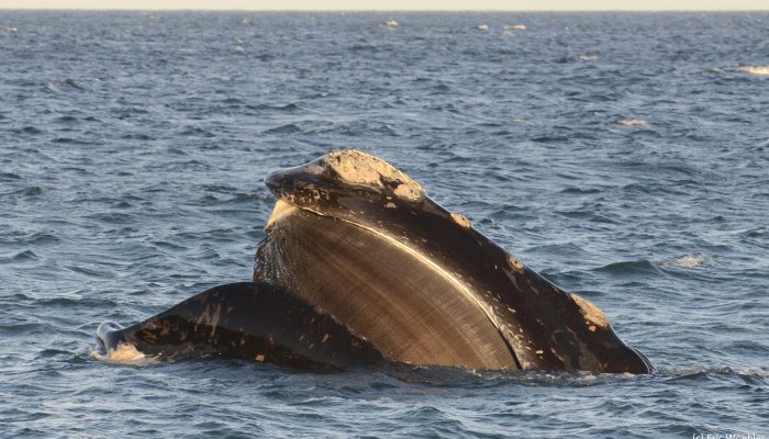 Southern Right Whale 10062 (c)