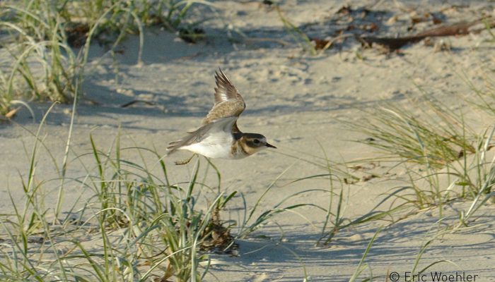 Double-banded Plover EW