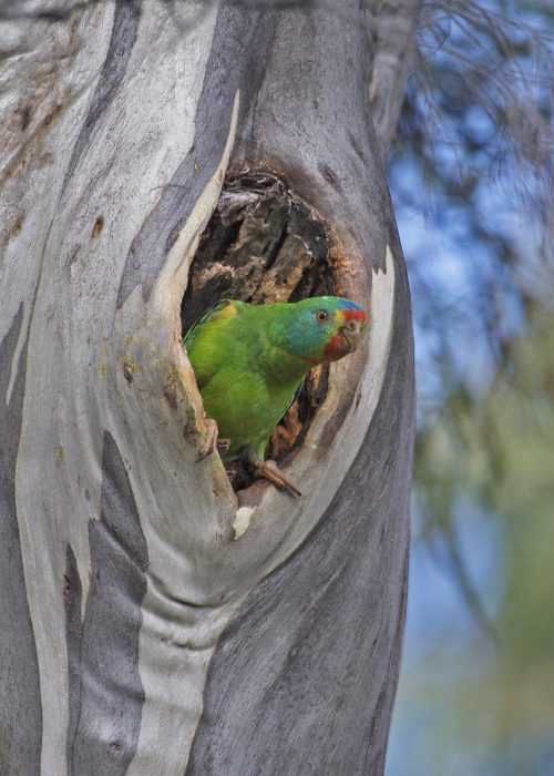 Home Among the Gum Trees - Creating Habitat for Swift Parrot (2016)
