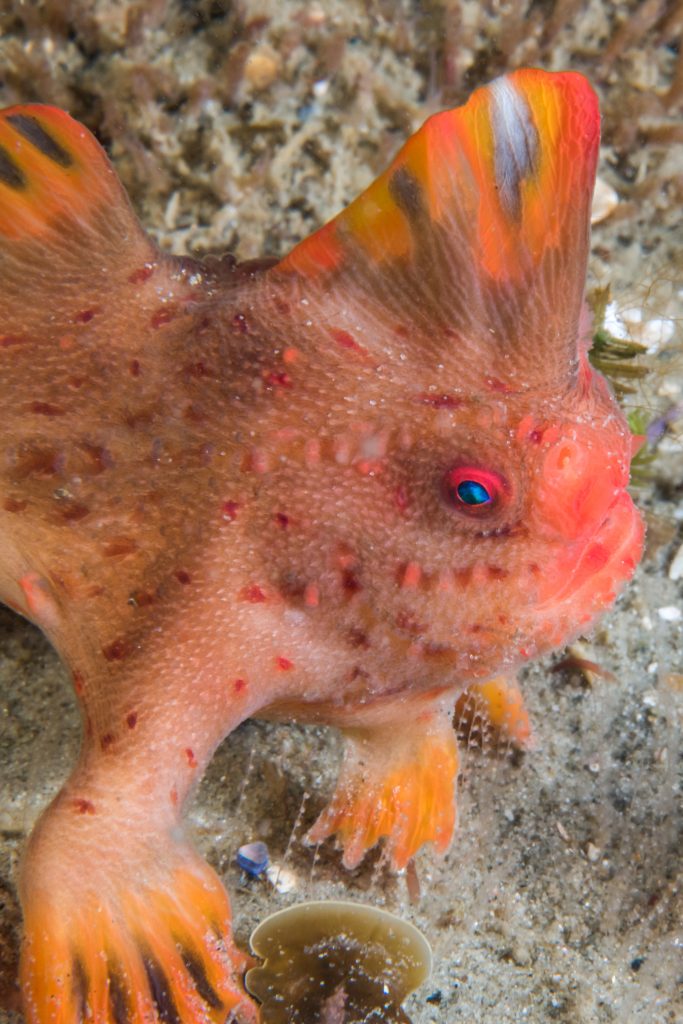 Yellow Hand Fish Help our local handfish - NRM South