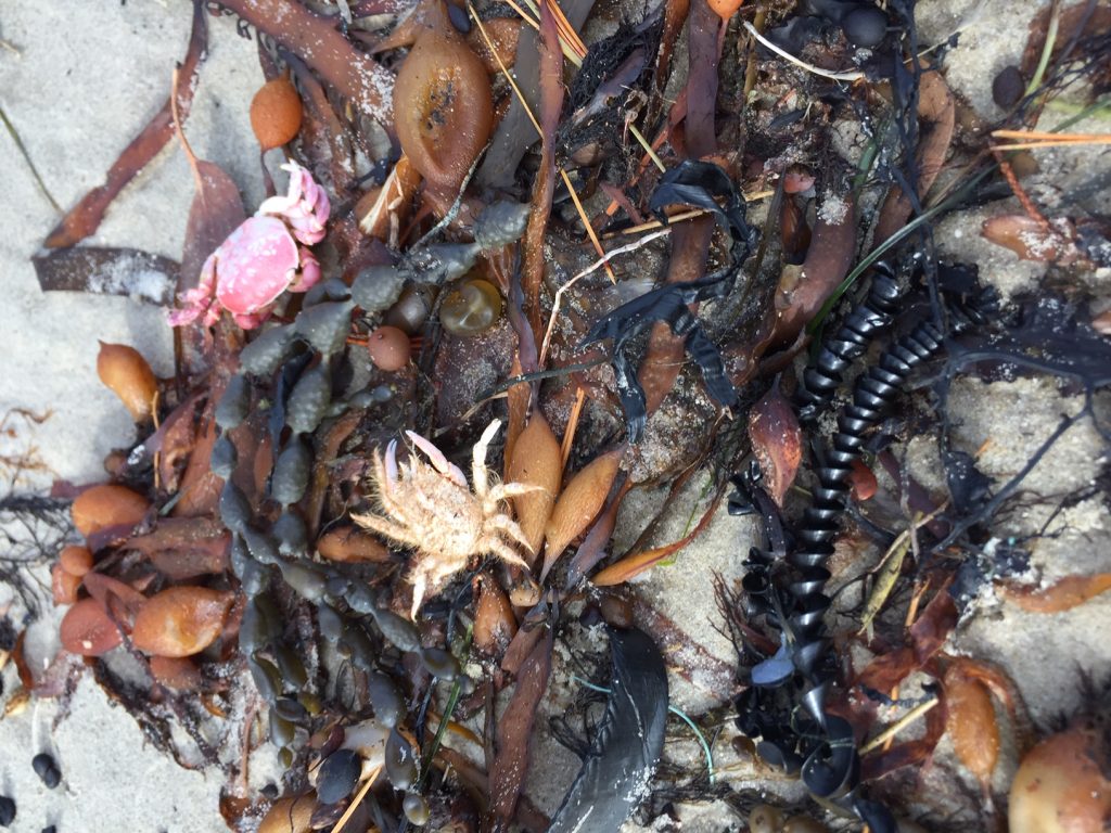 Sea foam  Derwent Estuary Program