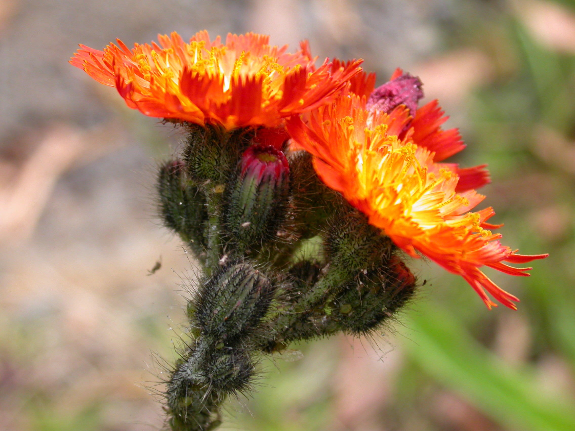OrangeHawkweed2 NRM South