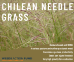 Weeds Action Fund large grants round open - NRM South