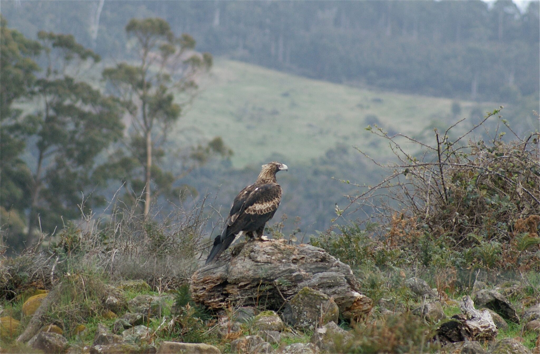 Wedge-tailed Eagle Research Fund - NRM South