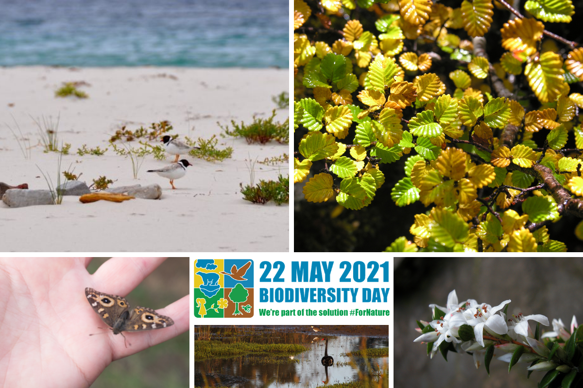 MEDIA RELEASE: Celebrating International Biodiversity Day - NRM South