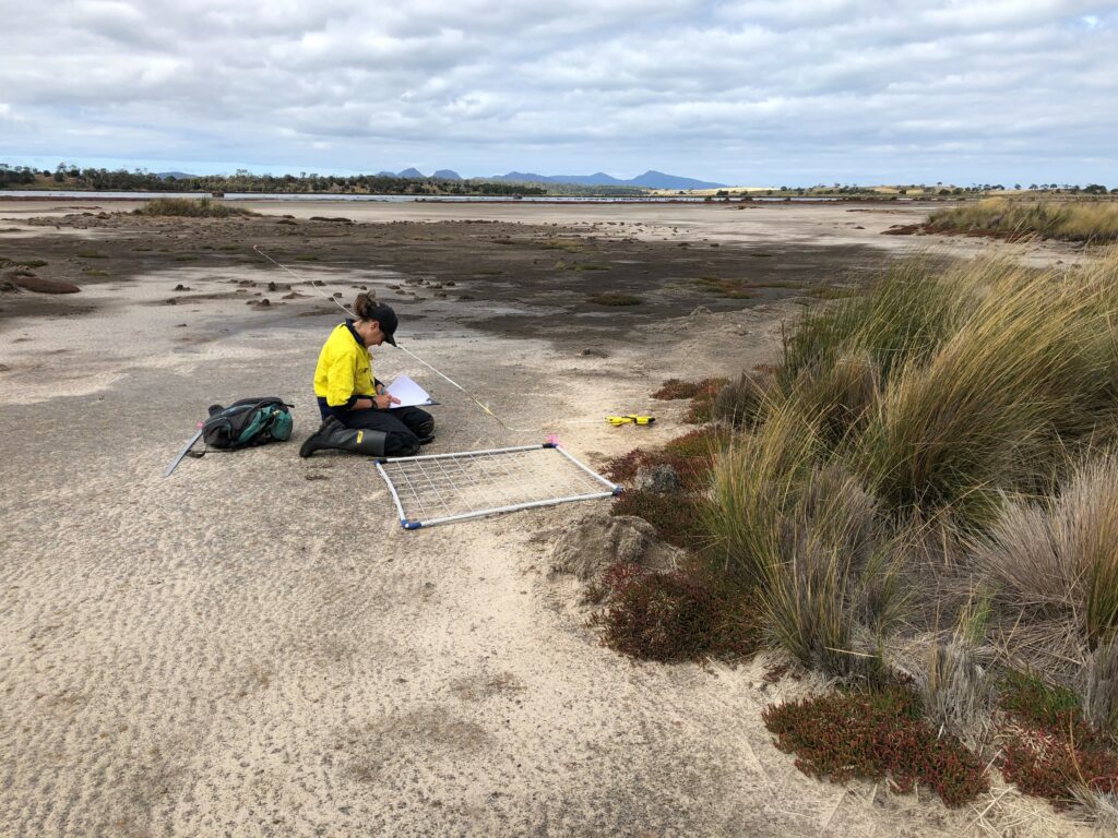 Supporting saltmarsh recovery on Tasmania's east coast - NRM South