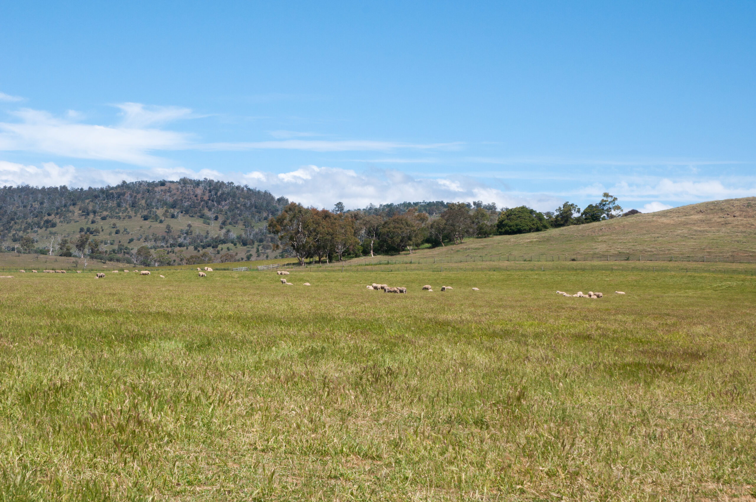 Hills and paddock with grazing sheep in the distance