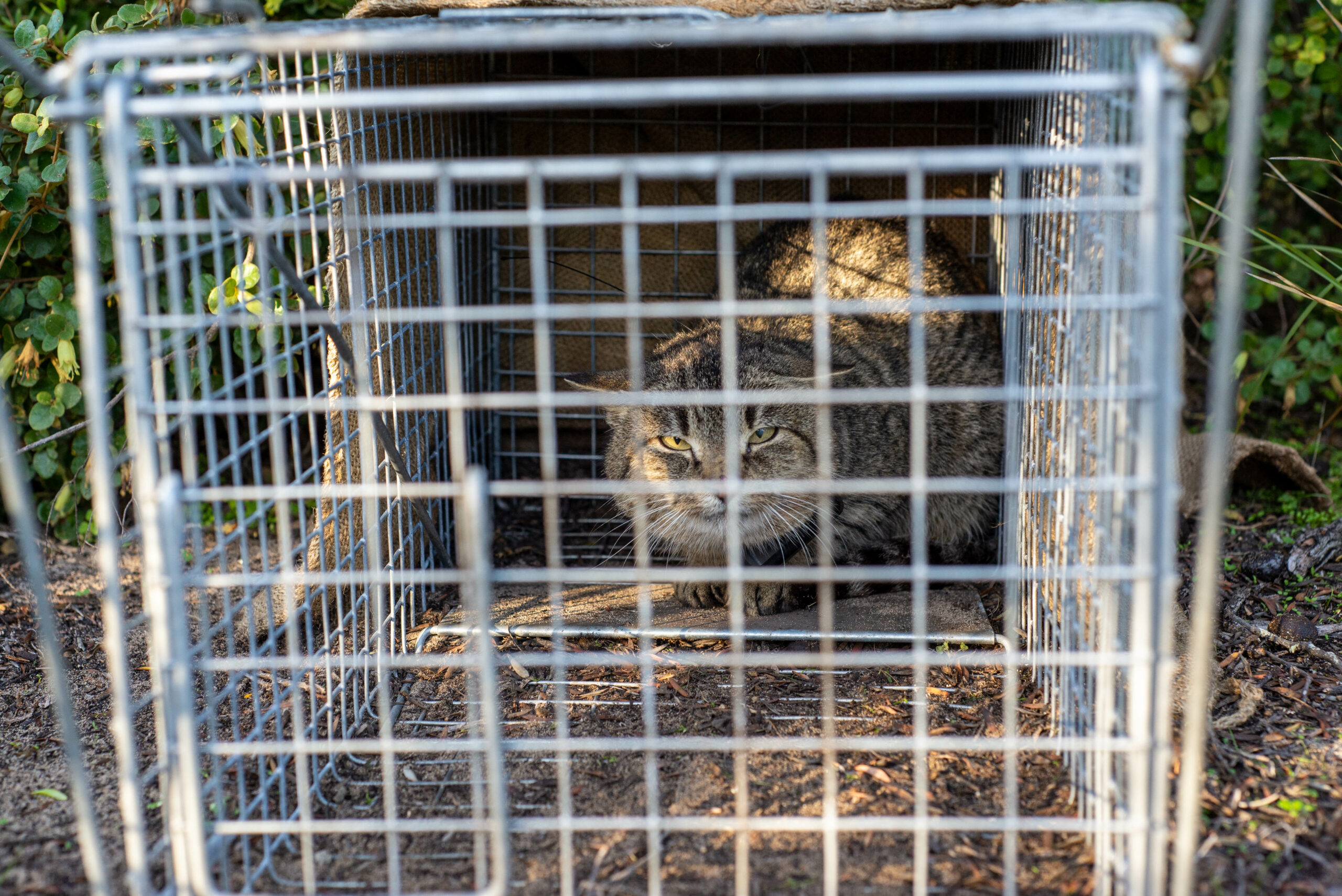 A feral cat in a cage