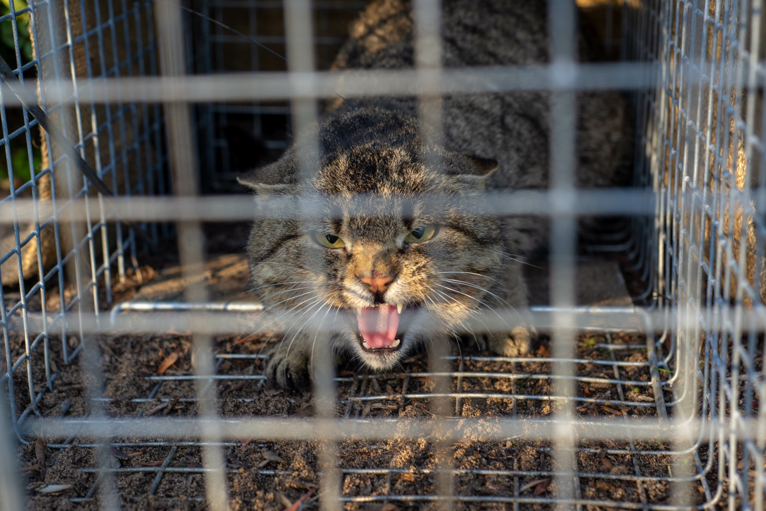 Feral cat in cage trap