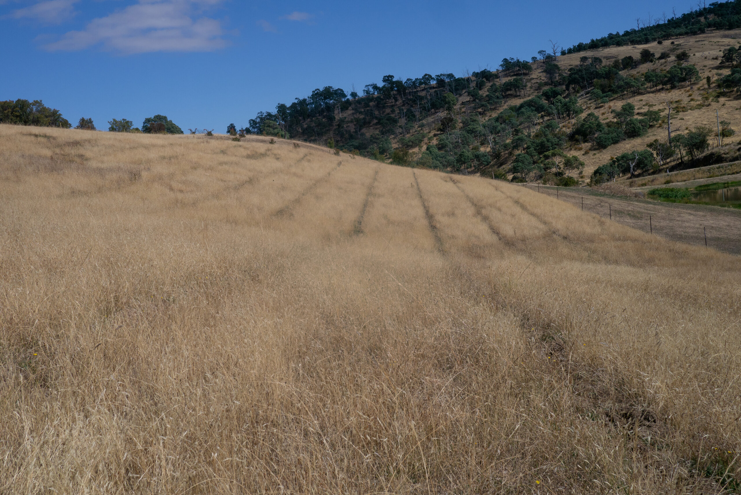 Dry grassy field with graded lines for planting in seedlings