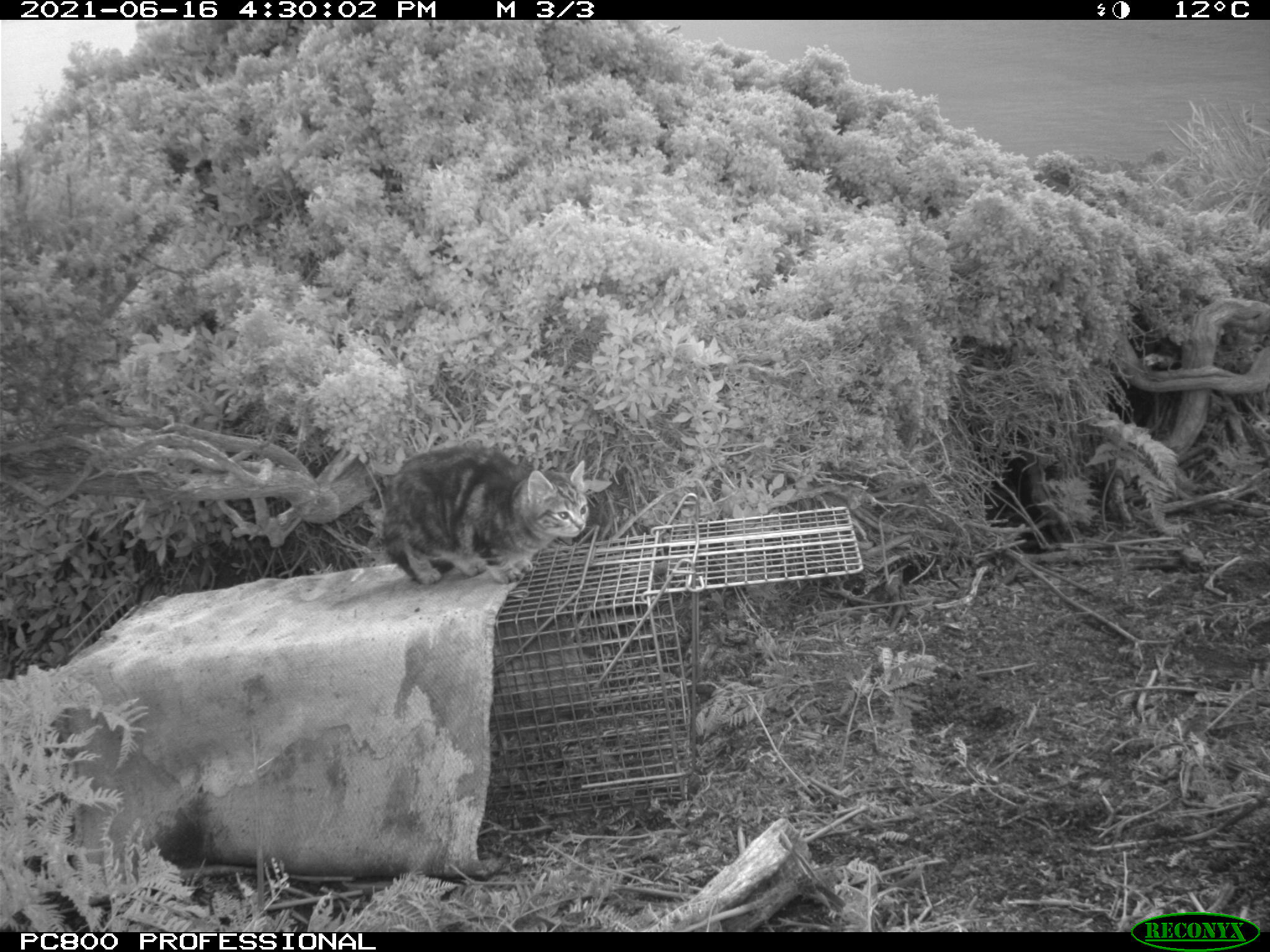 Camera trap image of a feral kitten on top of a cat trap