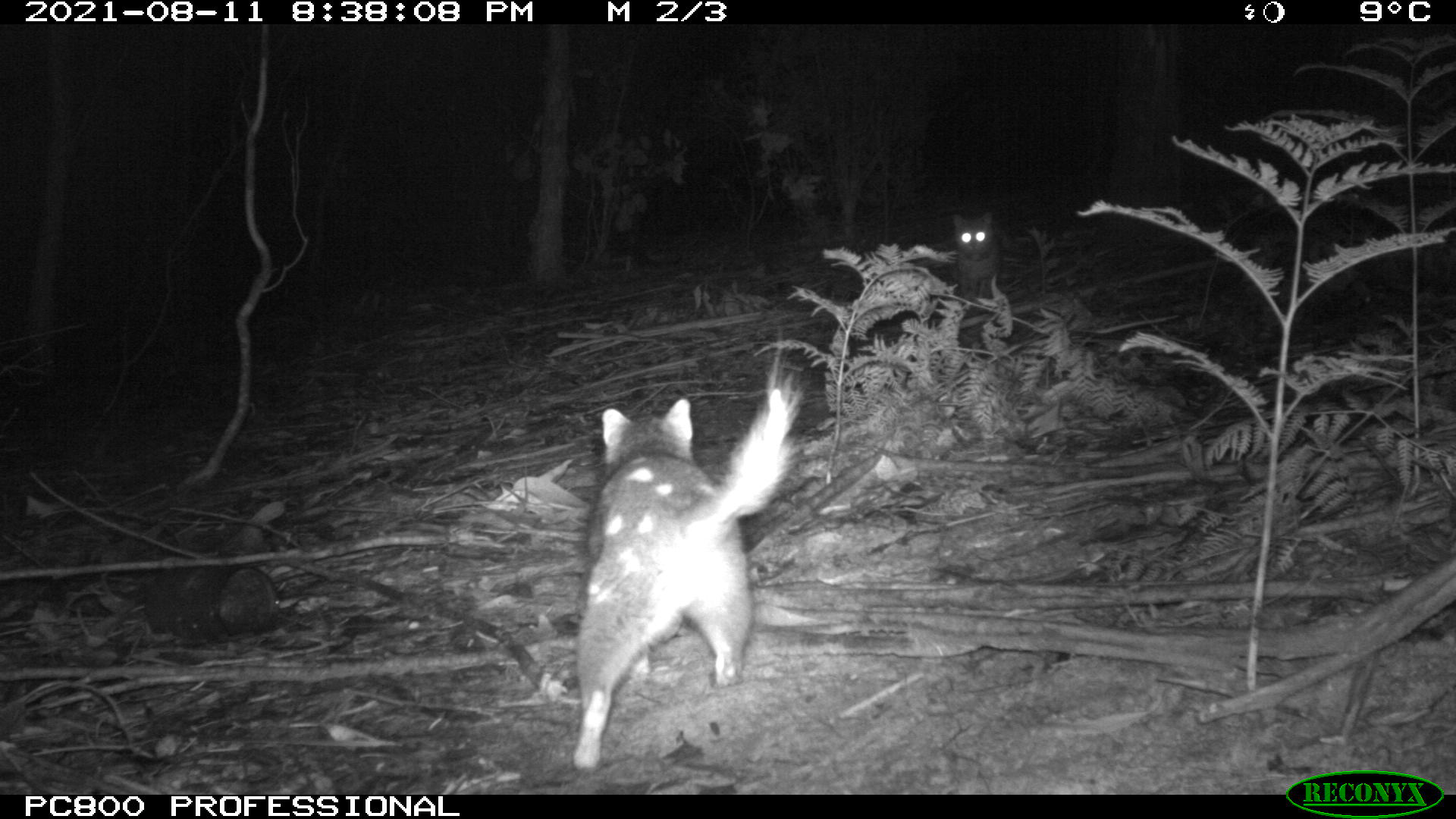 Camera trap image of a quoll running away from the camera with a feral cat watching in the distance