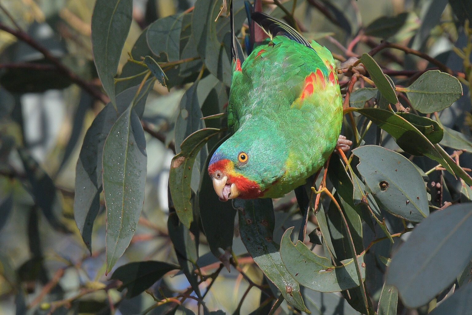 Migration Parrot Home - NRM South